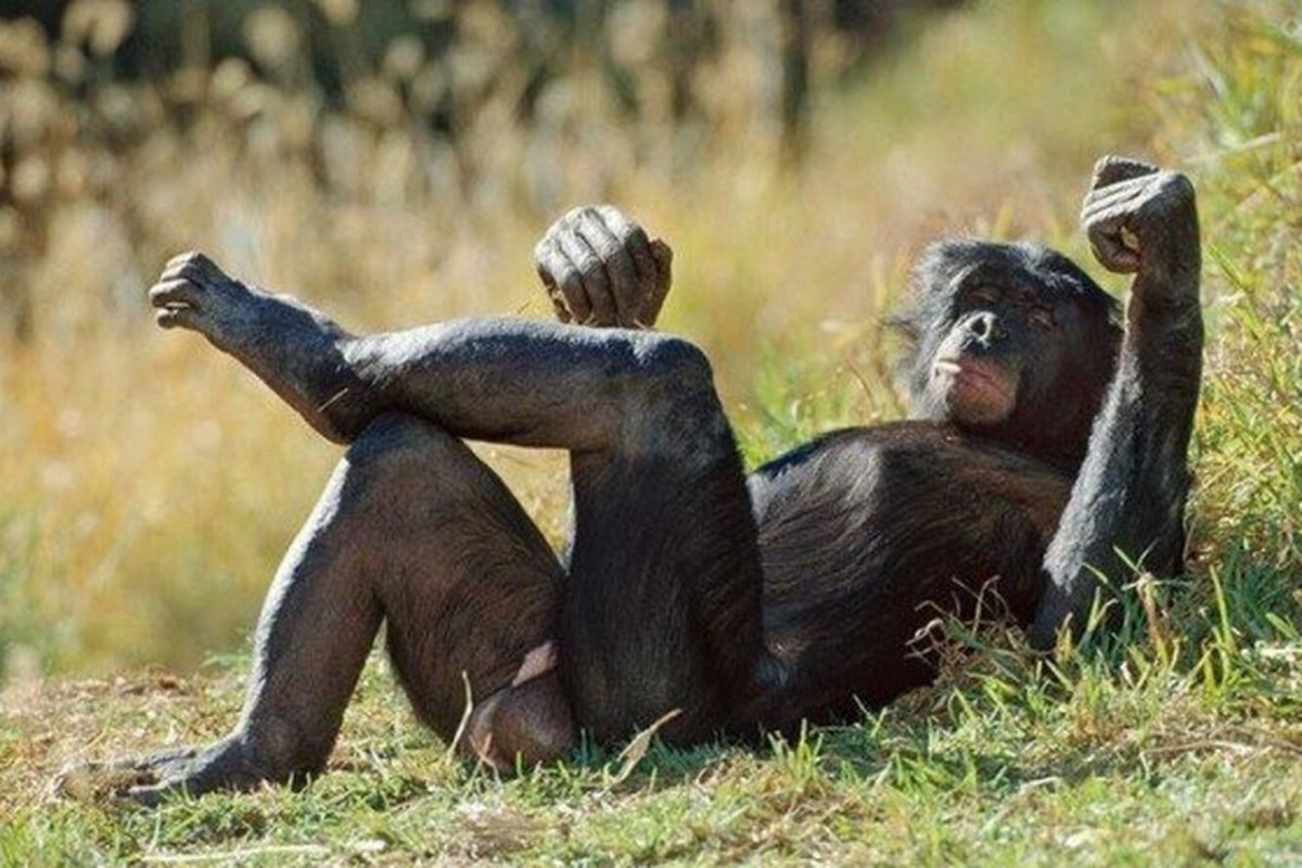 Обезьяна лежит