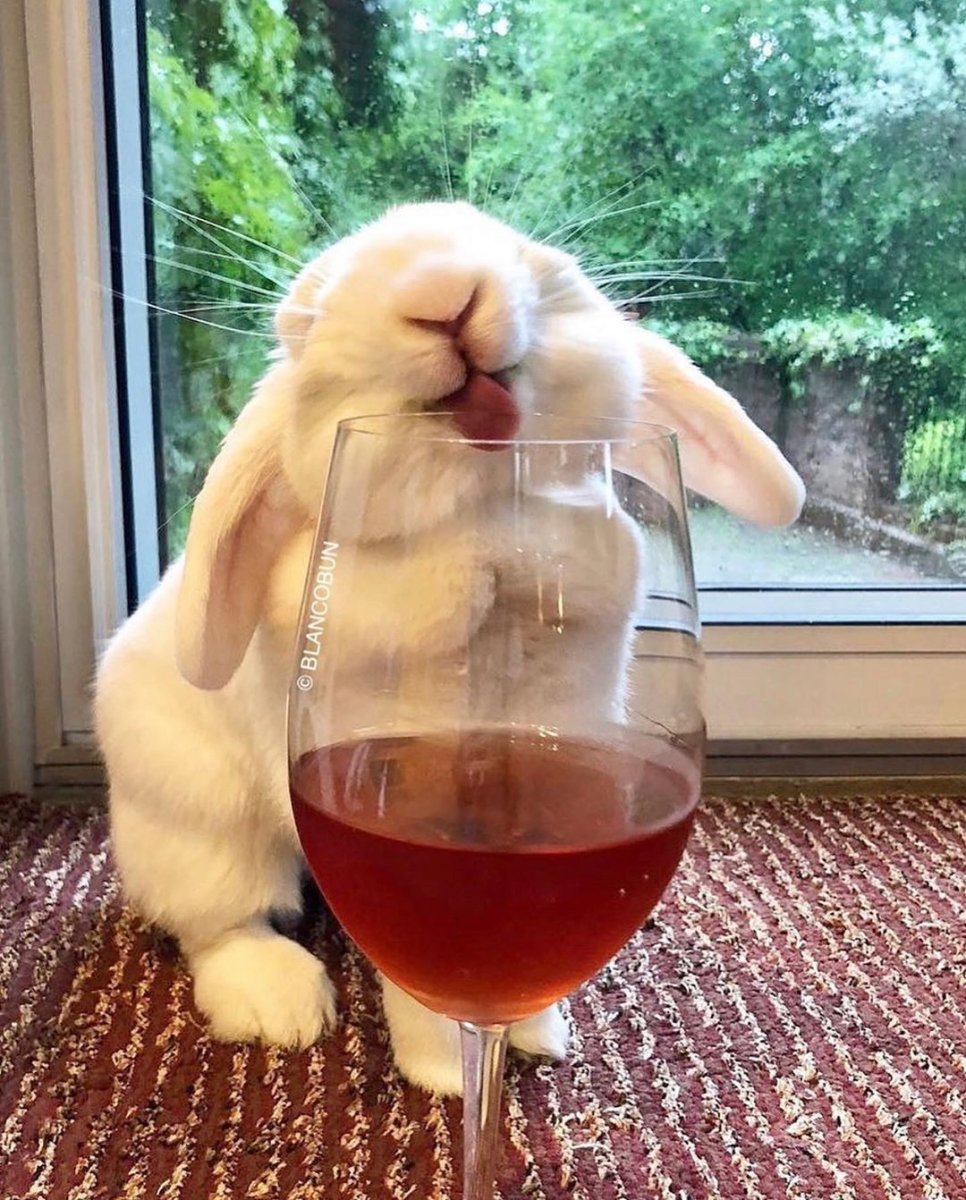 Кролик пьет вино
