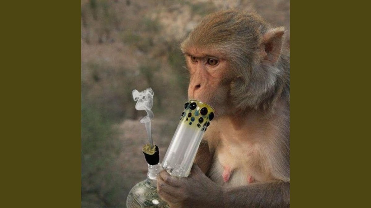 Курящая обезьяна