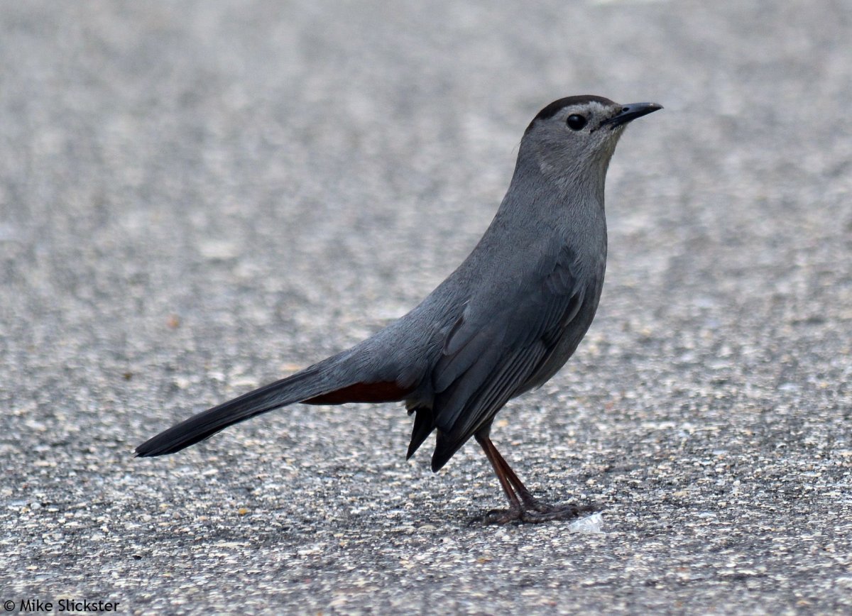 Gray Catbird птица