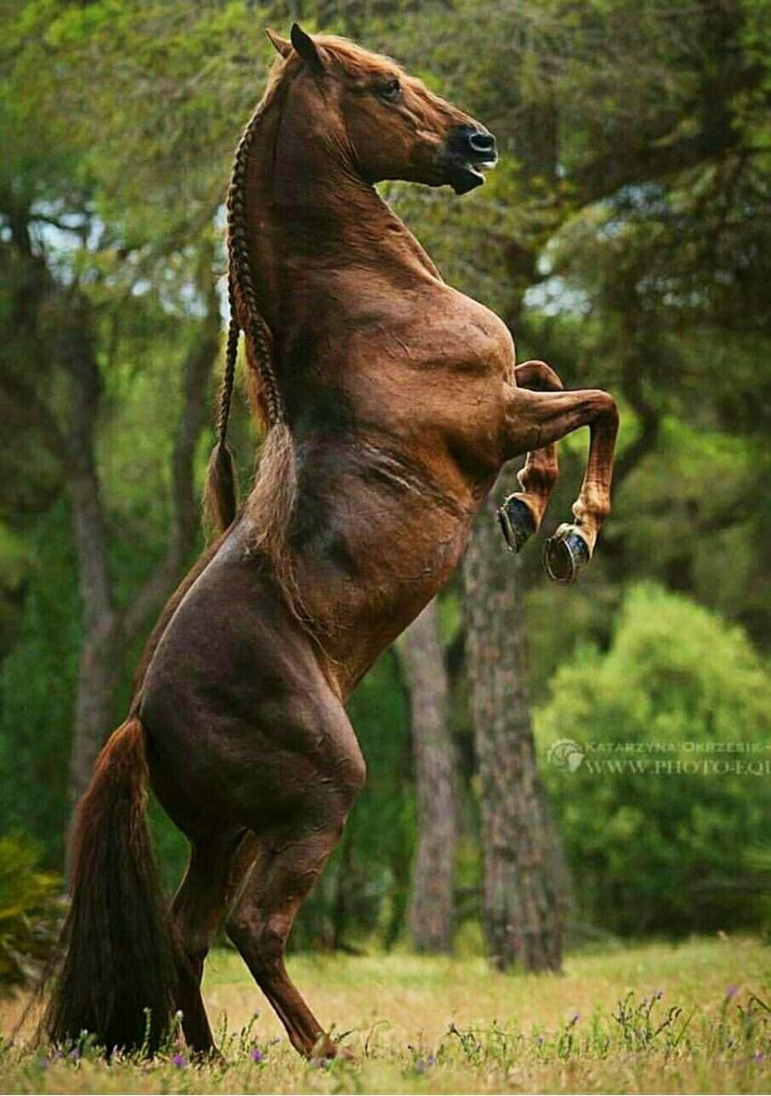 Лошади Эстетика