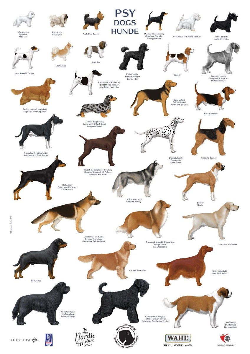 Породы собак с фотографиями