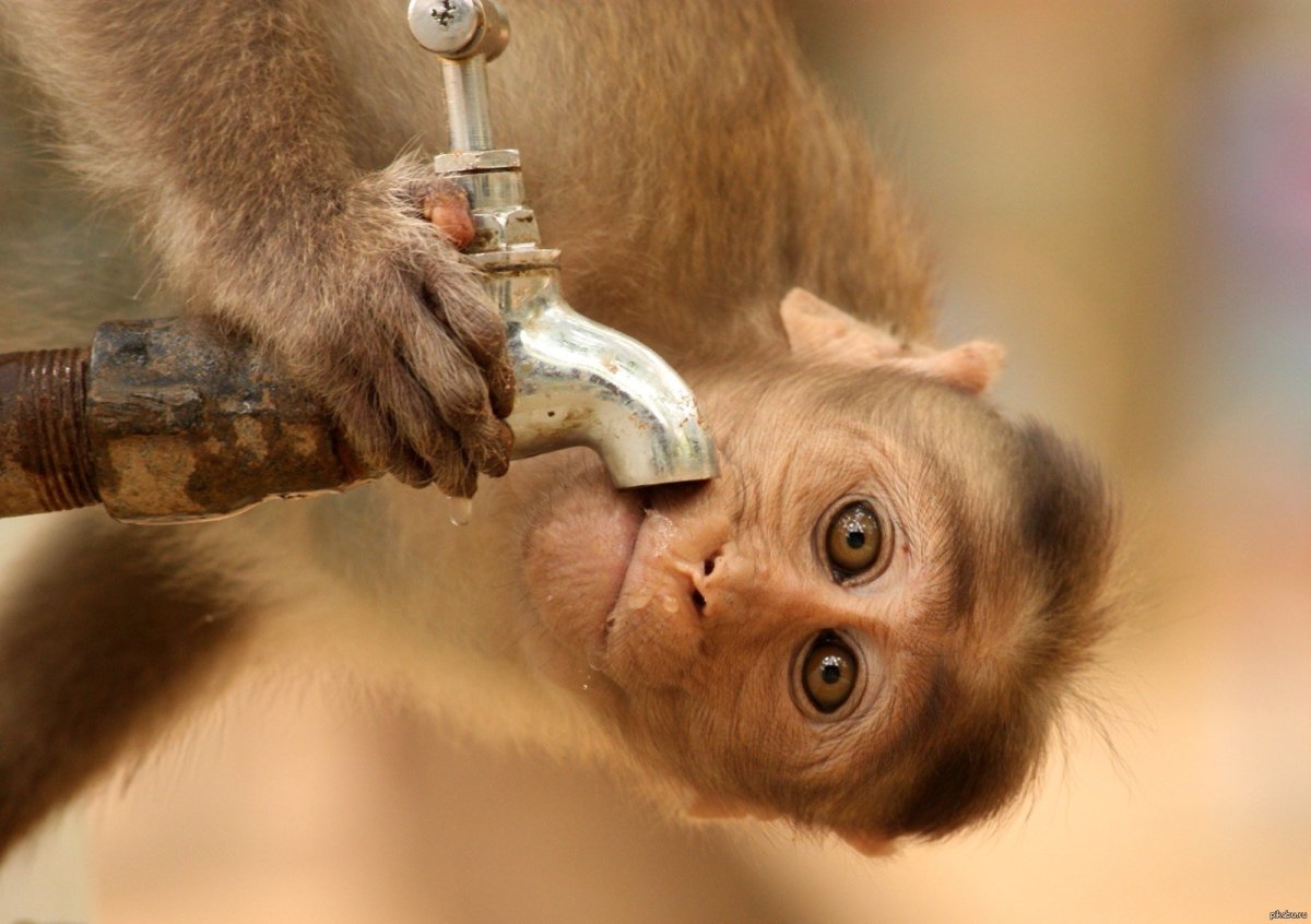 Пьяная обезьяна