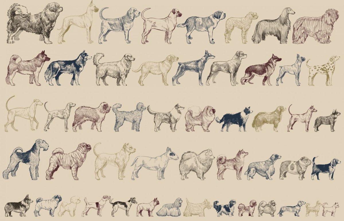 Групповой рисунок собак