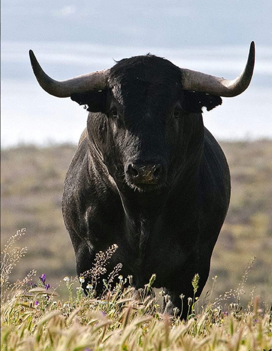 Бельгийский голубой бык