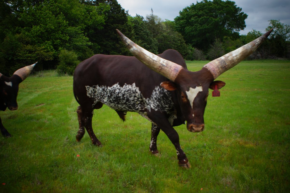 Ватусси теленок