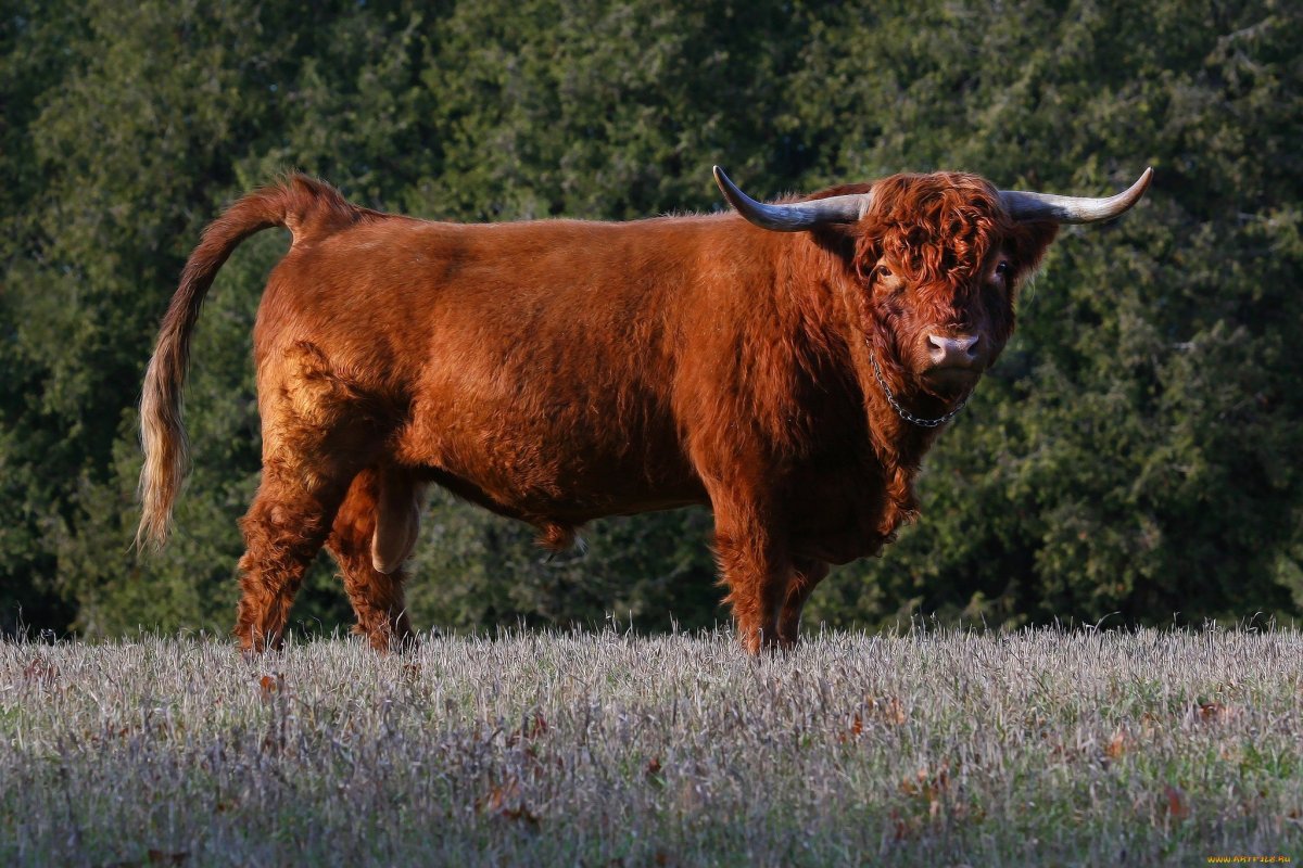 Иберийская порода Быков