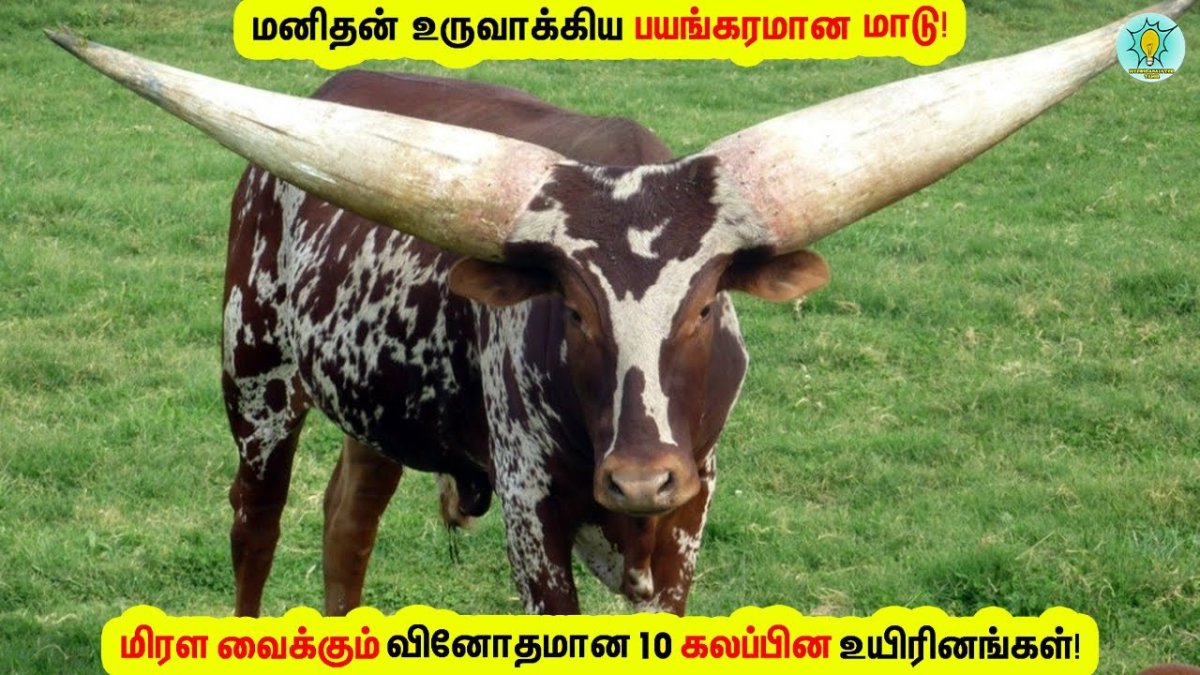 Бык породы ватусси