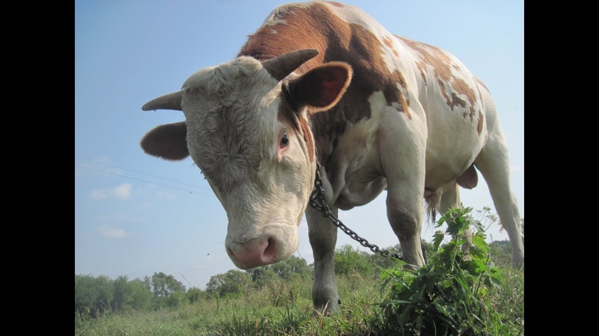 Деревенский бык