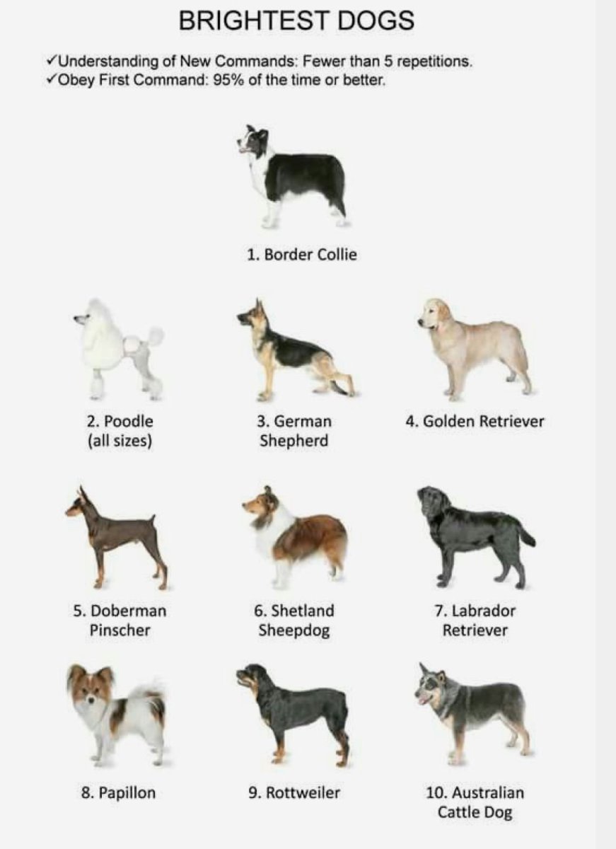 Определить породу собаки по описанию