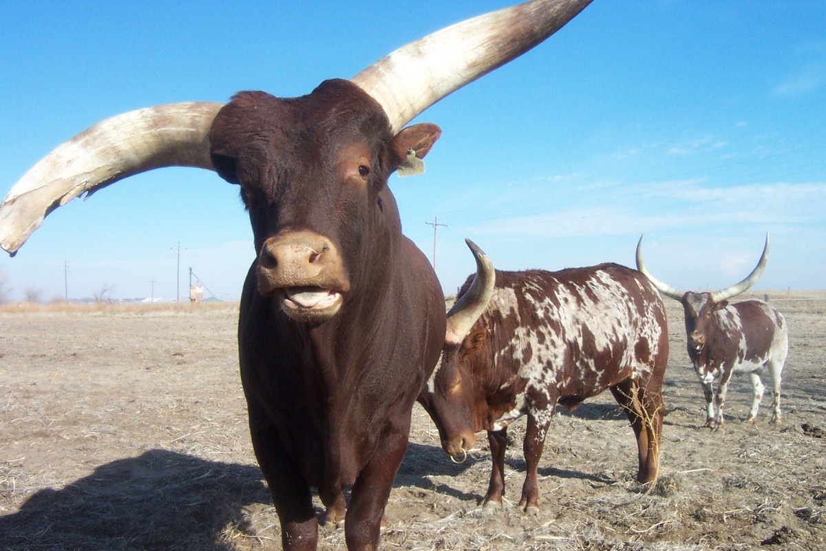Бык породы ватусси