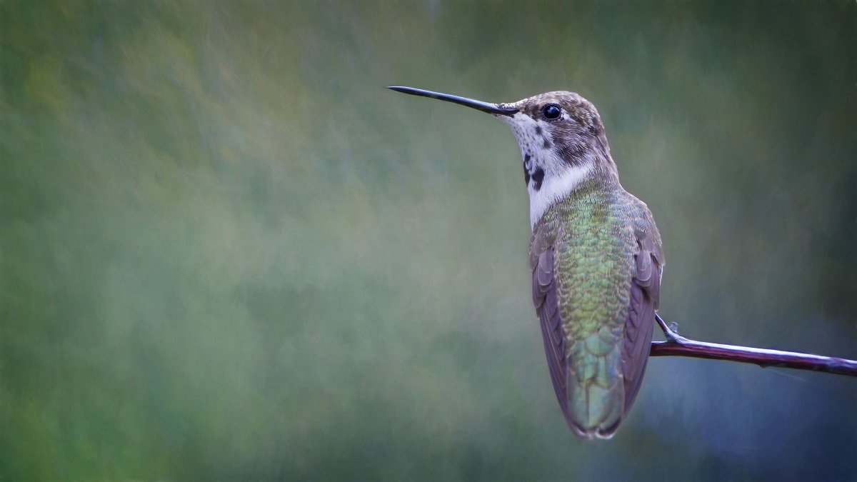 Колибри мечеклюв