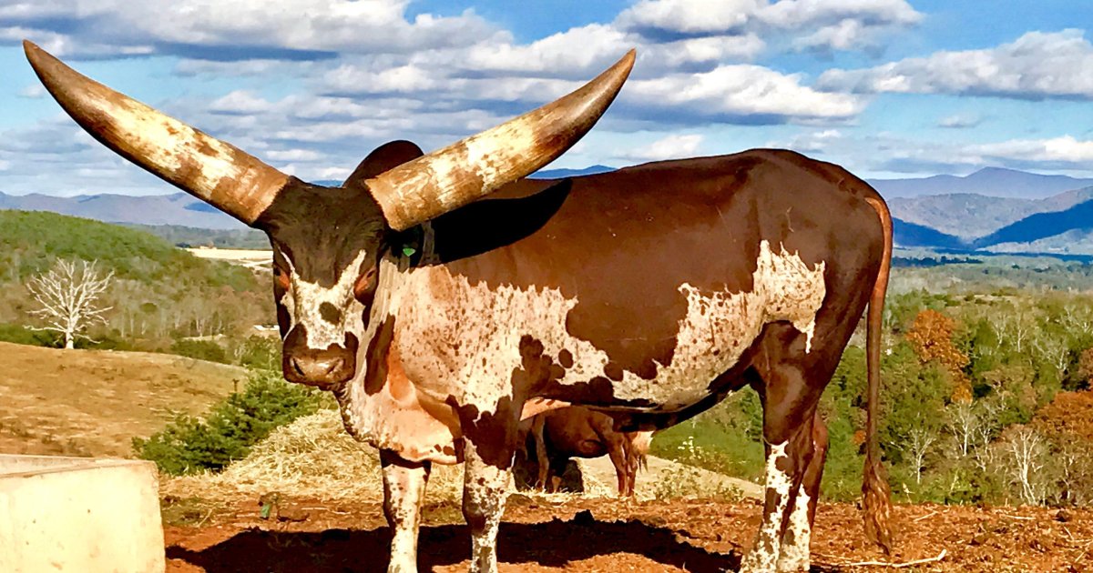 Бык ватусси