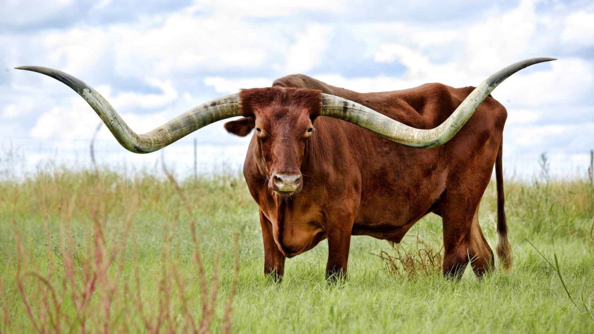 Техас Лонгхорнс бык