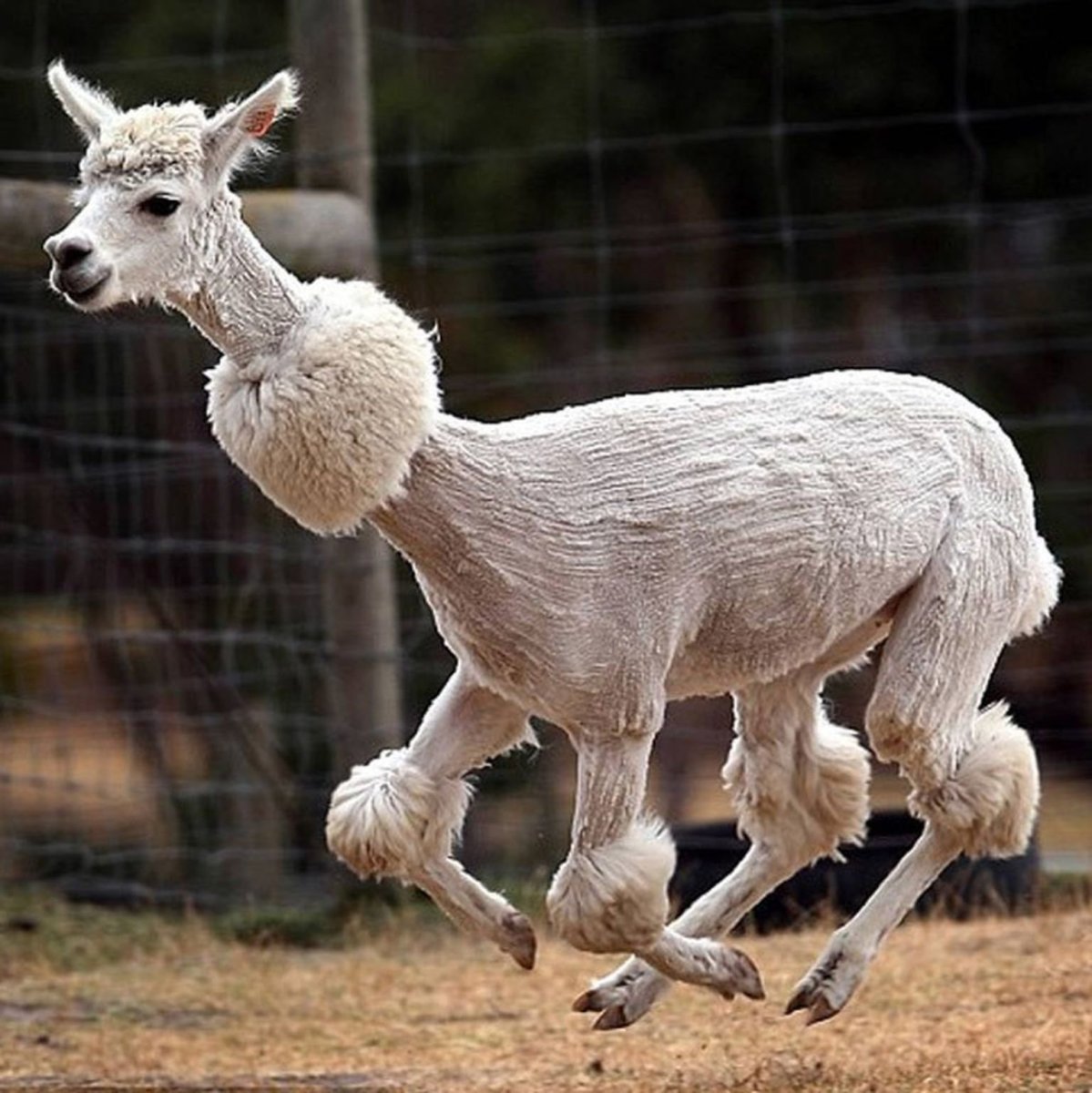 Викунья лысая