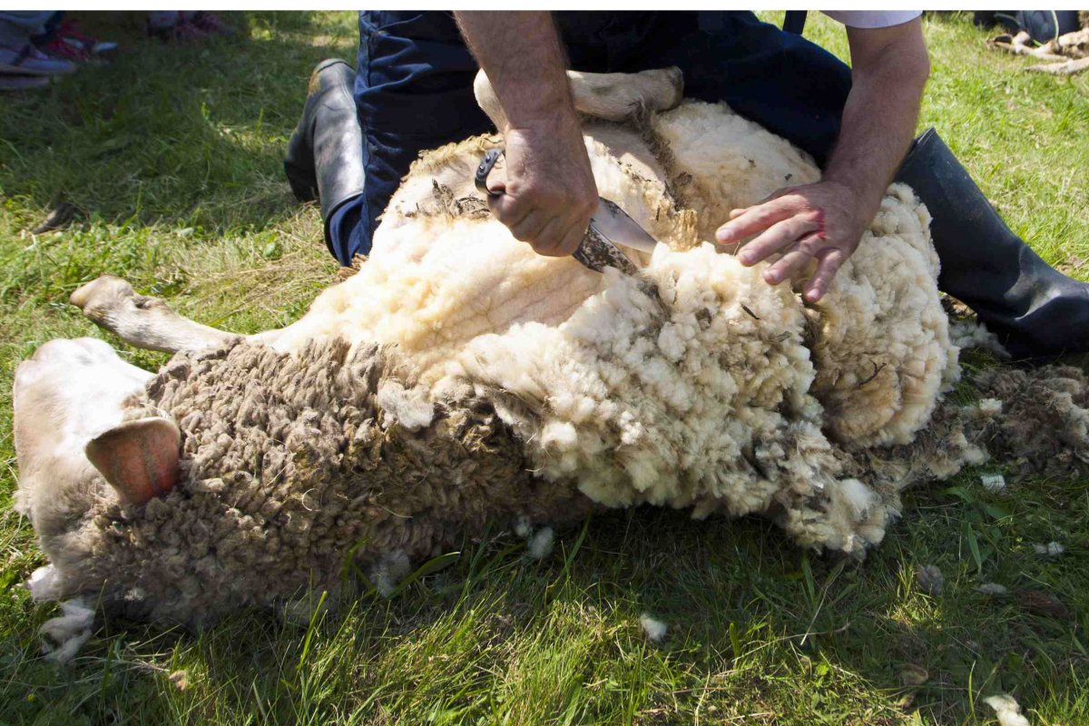 Сбор шерсти с овец