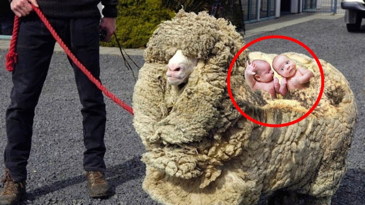 Фермер стрижет овец