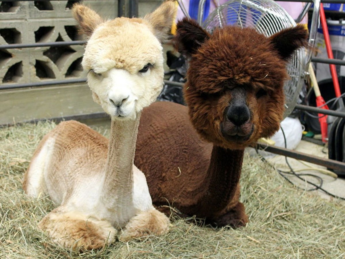 Лама альпака гуанако