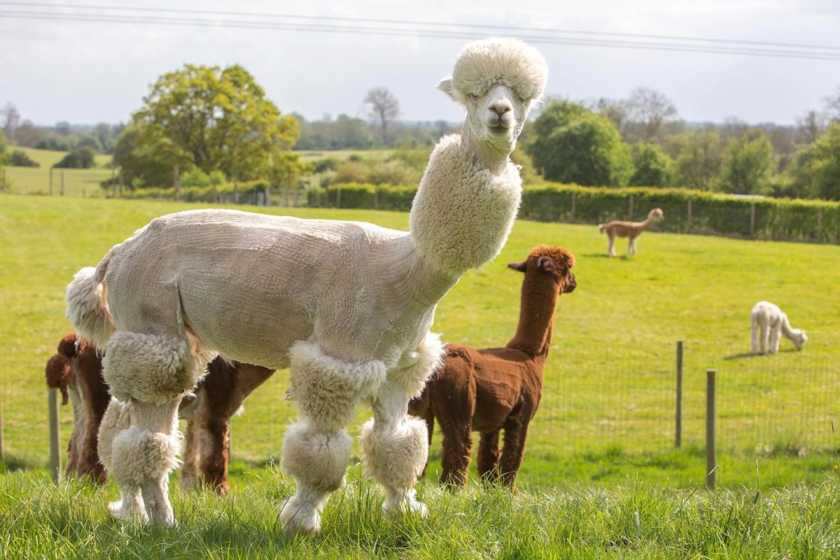 Ручная стрижка овец