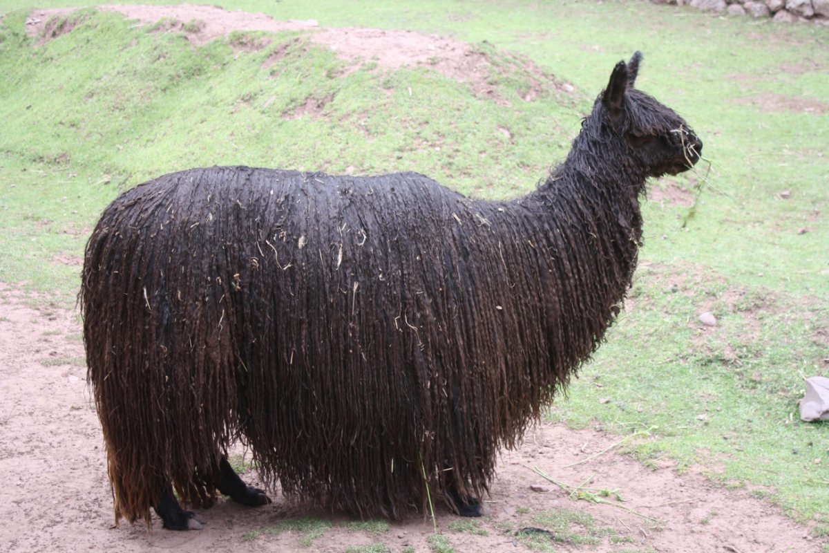 Машинка для стрижки овец