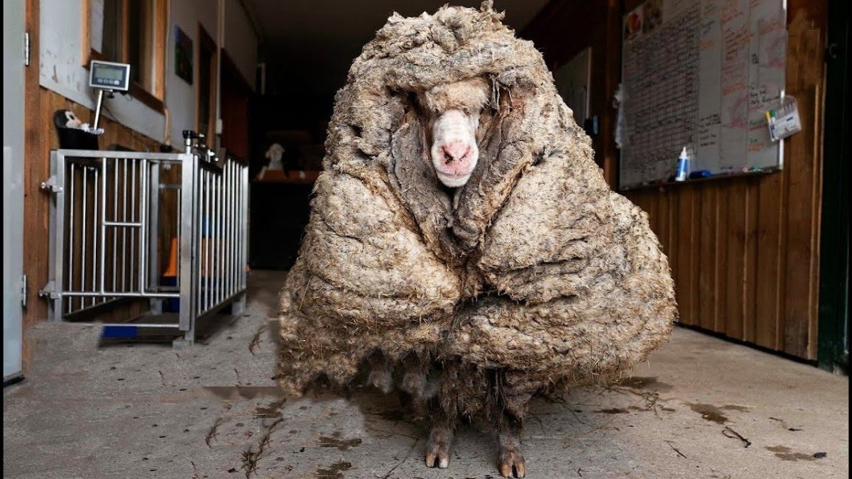 Нестриженные овцы