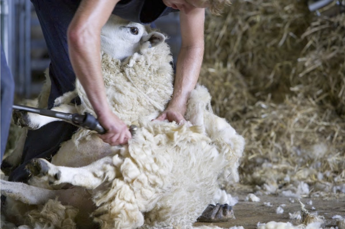 Стрижка шерсти овец