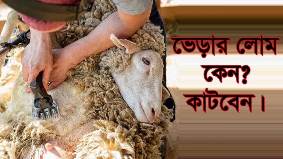 Овцеводство стрижка овец