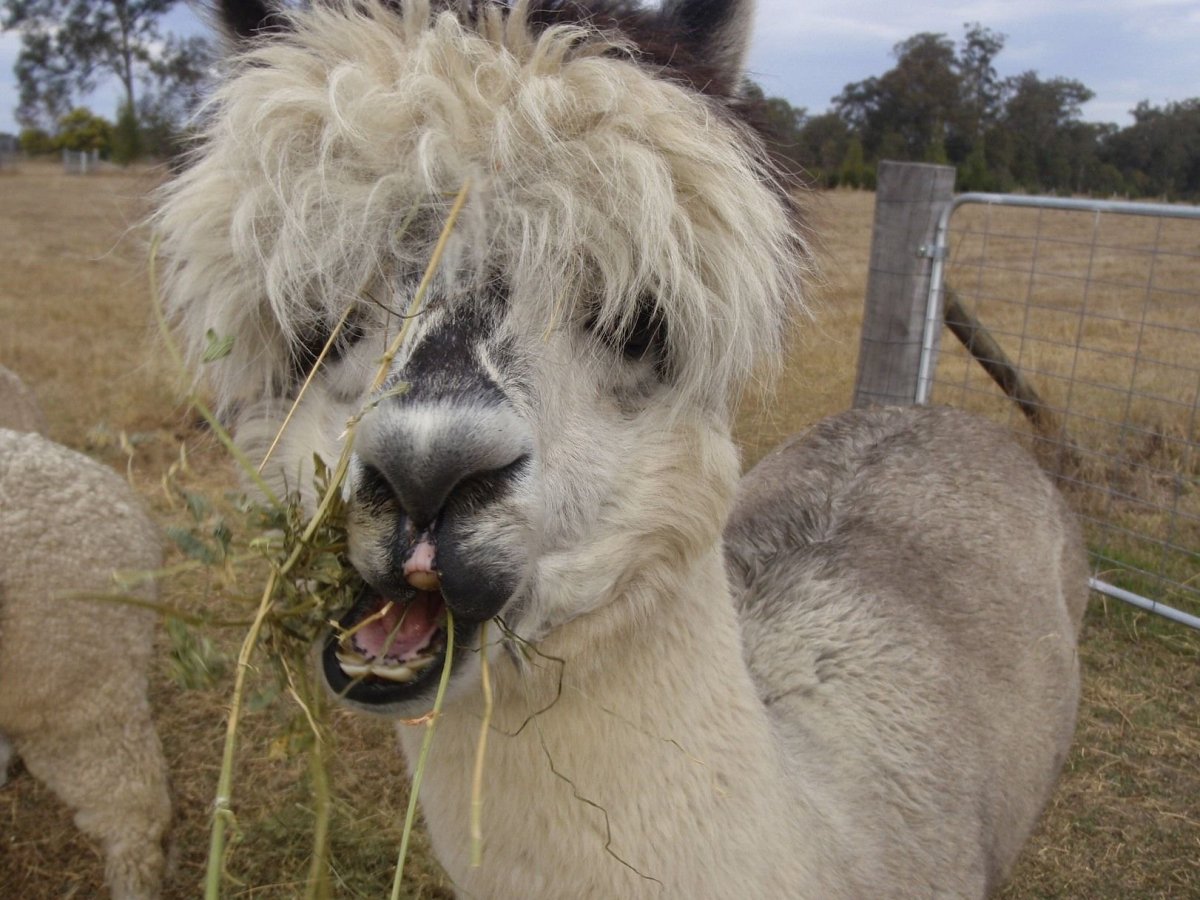 Австралийские овцы