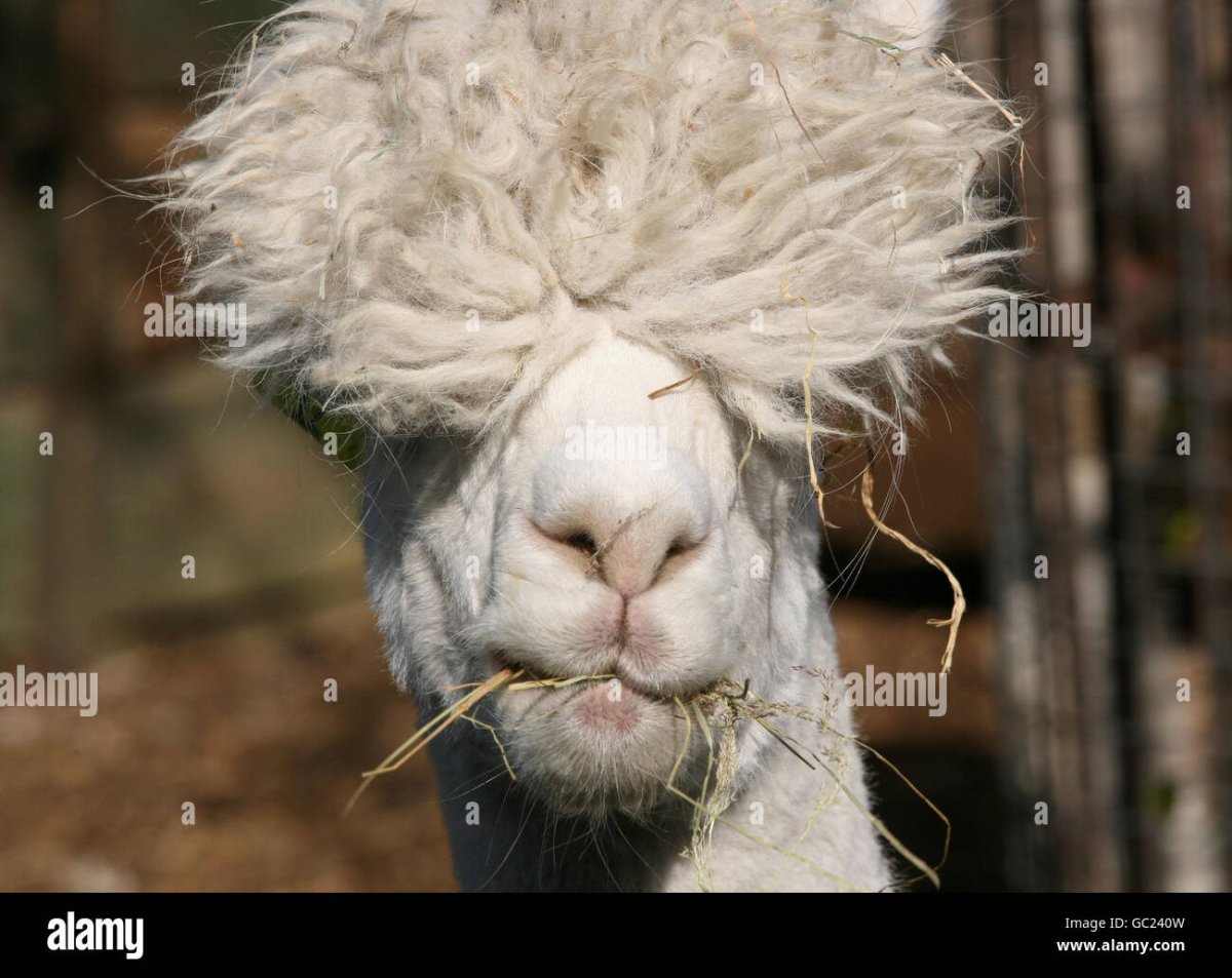 Пудель агути