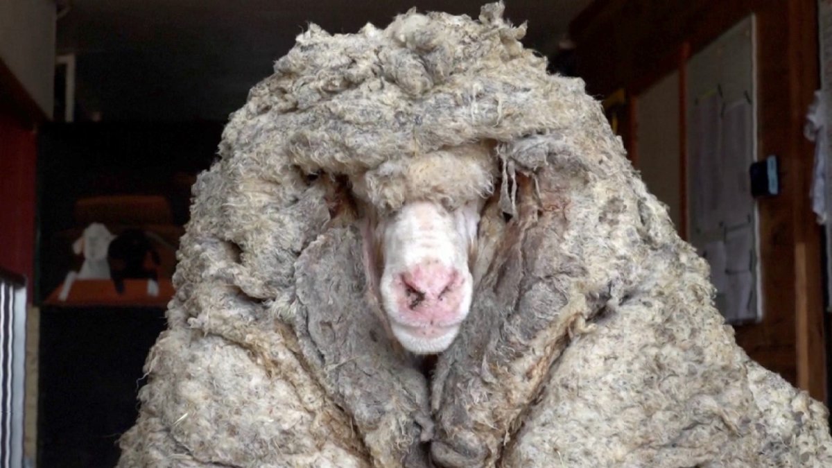 Шерсть ламы и альпака