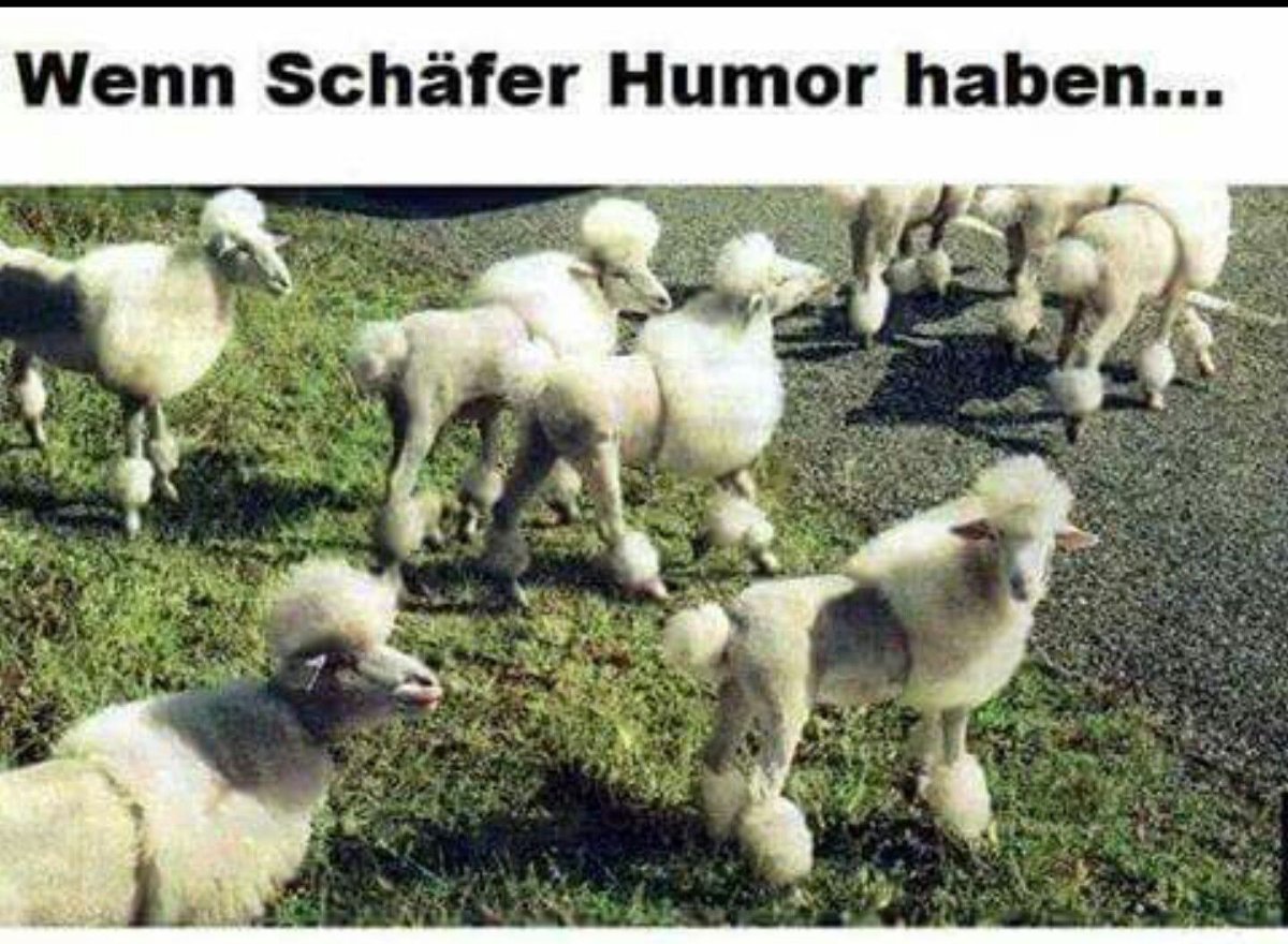 Стриженная овца