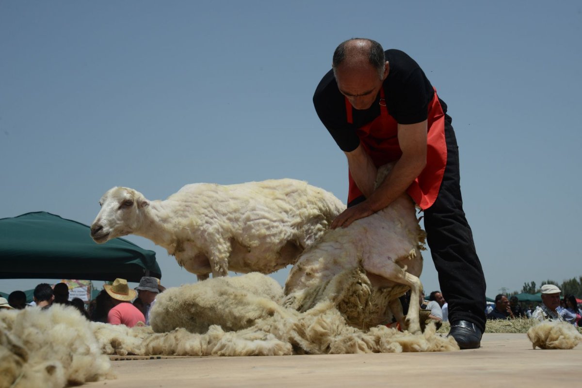 Стрижка овец