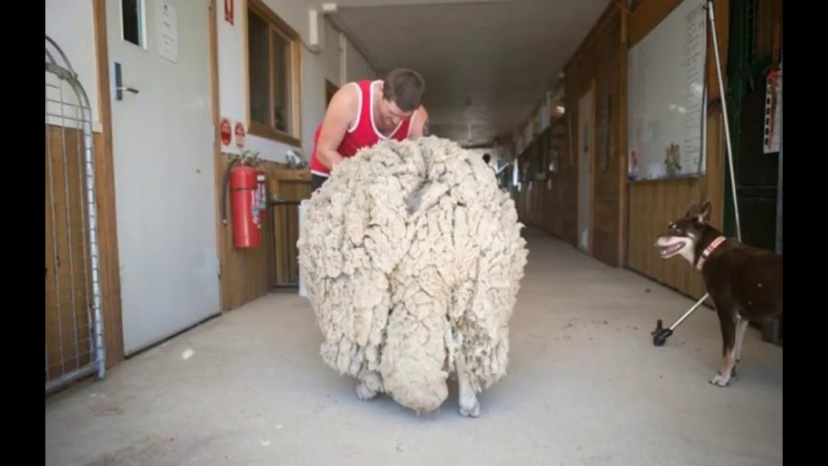 Стриженный баран