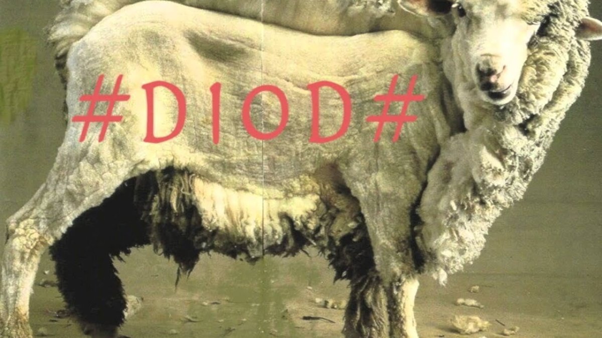 Стриженный альпака и лама