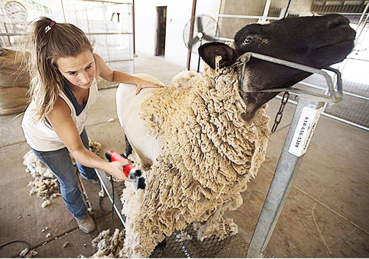 Овцы со свиными головами новая Голландия
