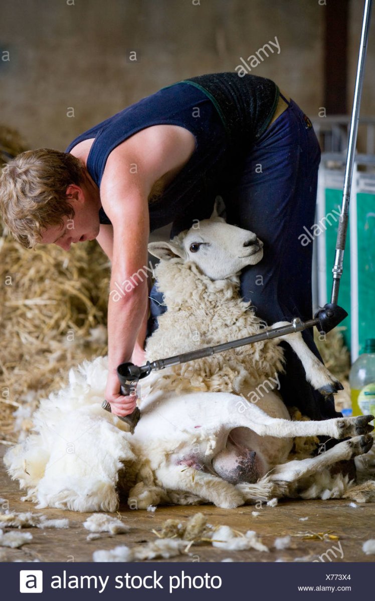 Стриженный альпака и лама