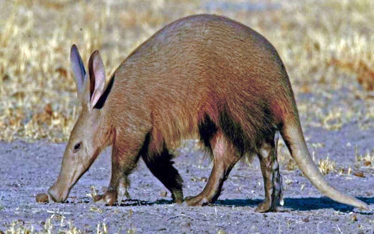 Трубкозуб Orycteropus afer