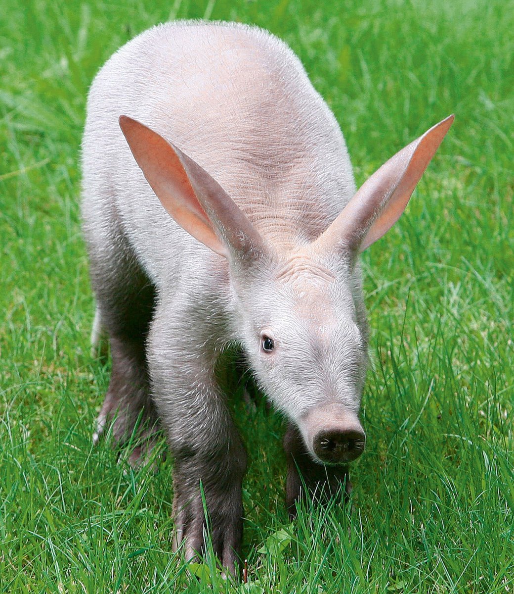 Лысое животное с длинным носом