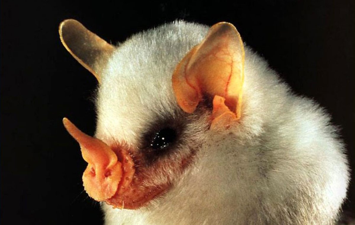 Бабуин носач