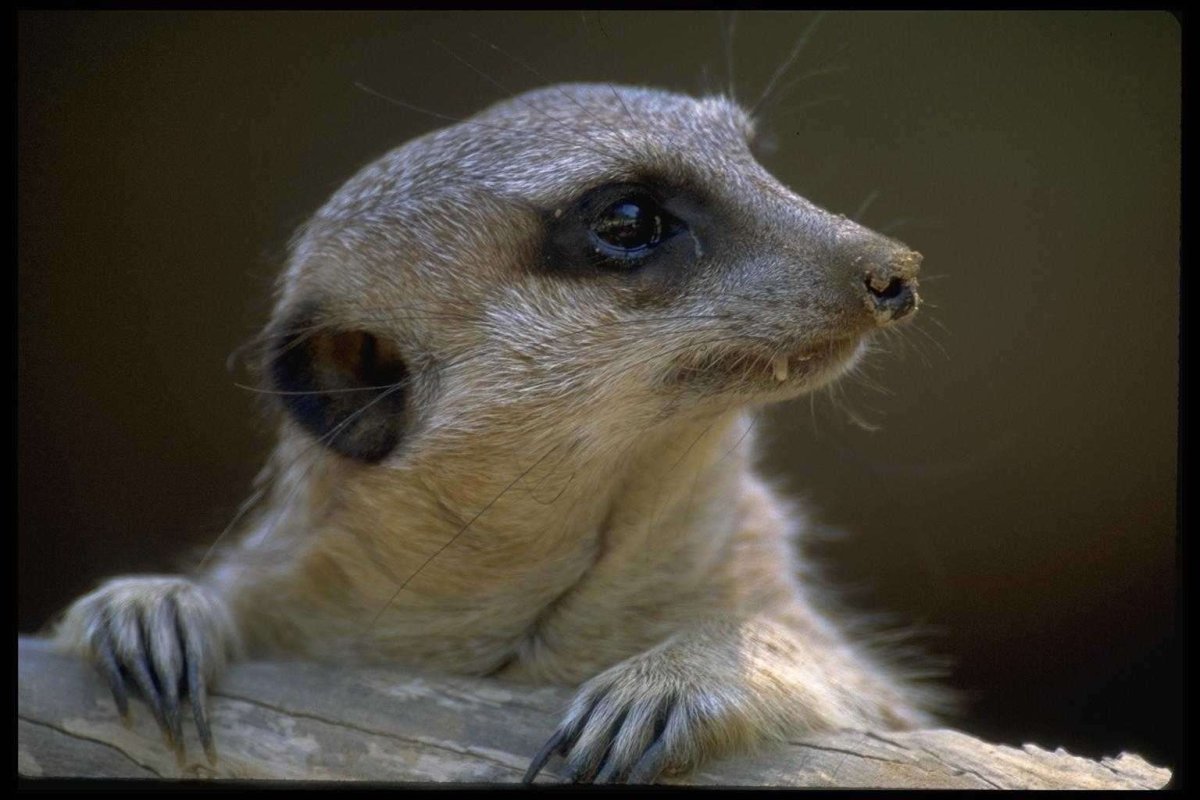 Обезьяна носач