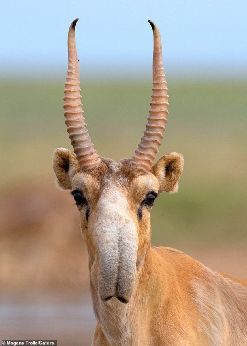 Центральноамериканский тапир