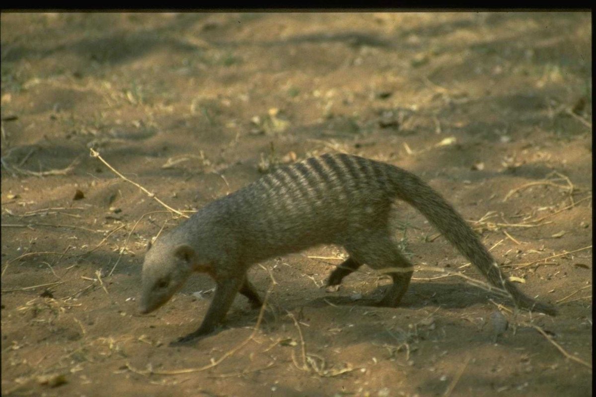 Карликовый лемур Лори