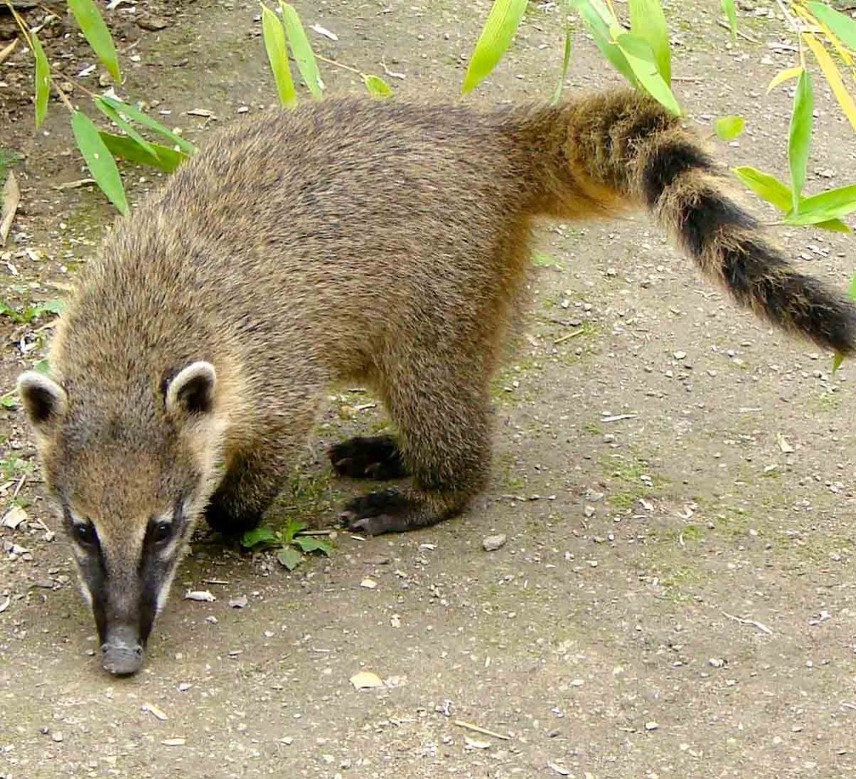 Зверек с темными глазами