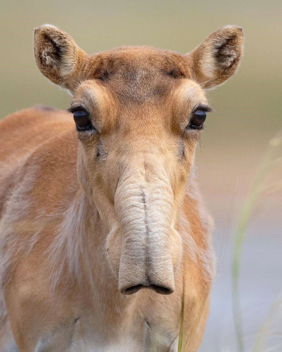 Русская псовая борзая нос