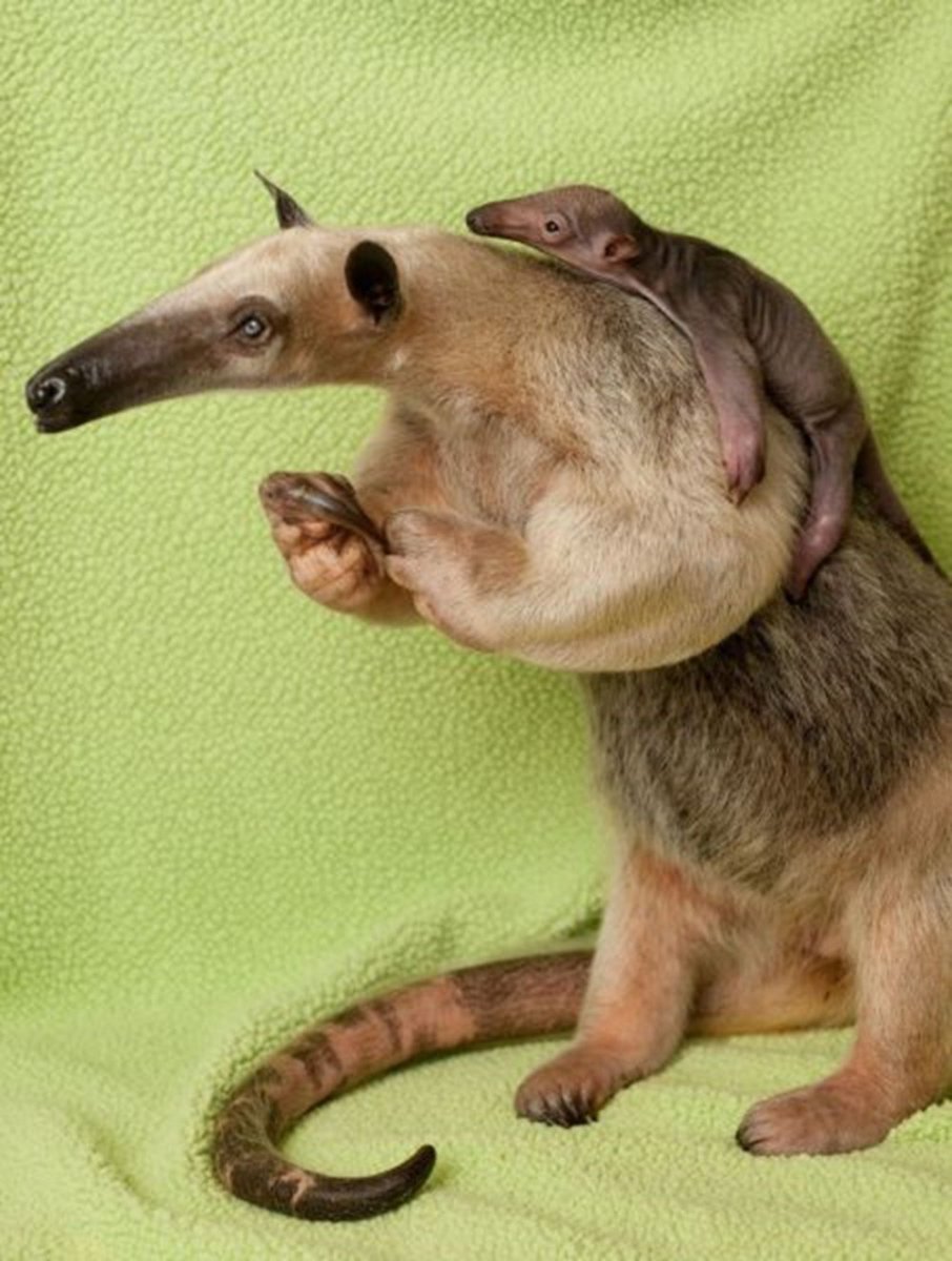 Животное с большим носом