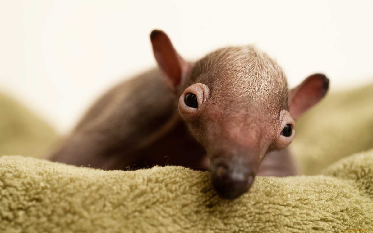 Зверек с длинным носом