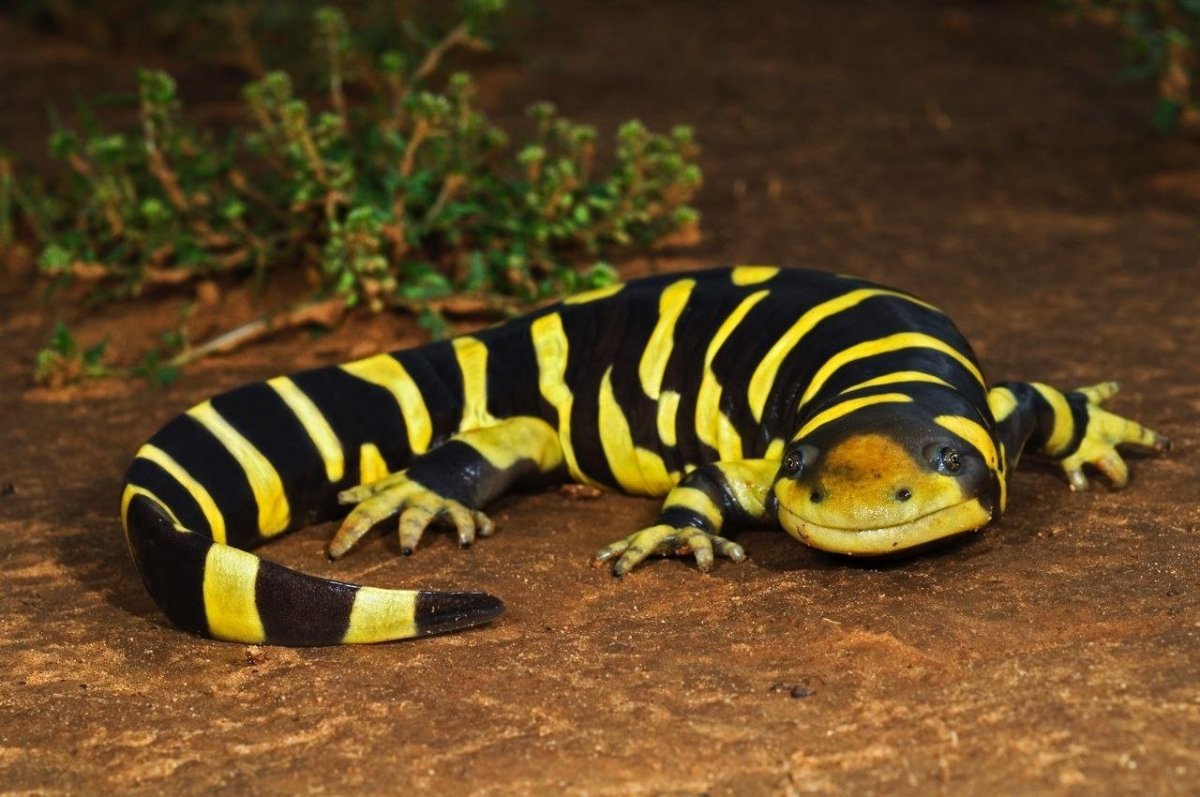 Тигровая рептилия