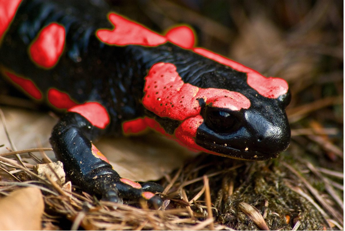 Огненная саламандра