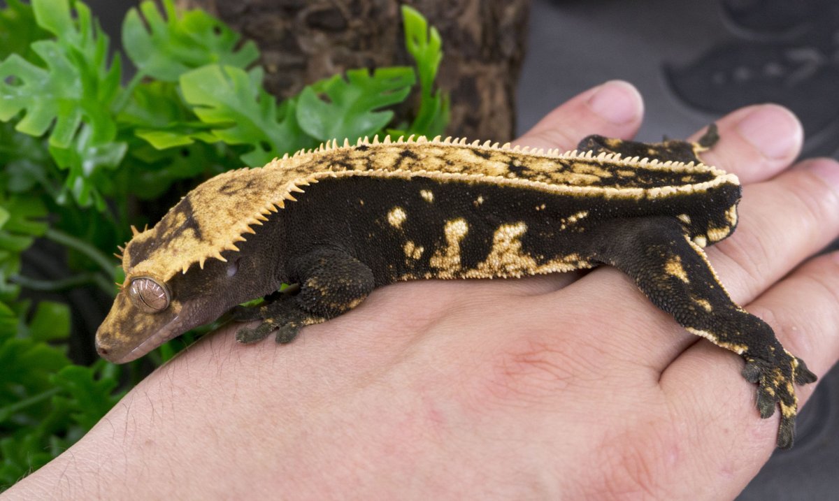 Реснитчатый бананоед черный