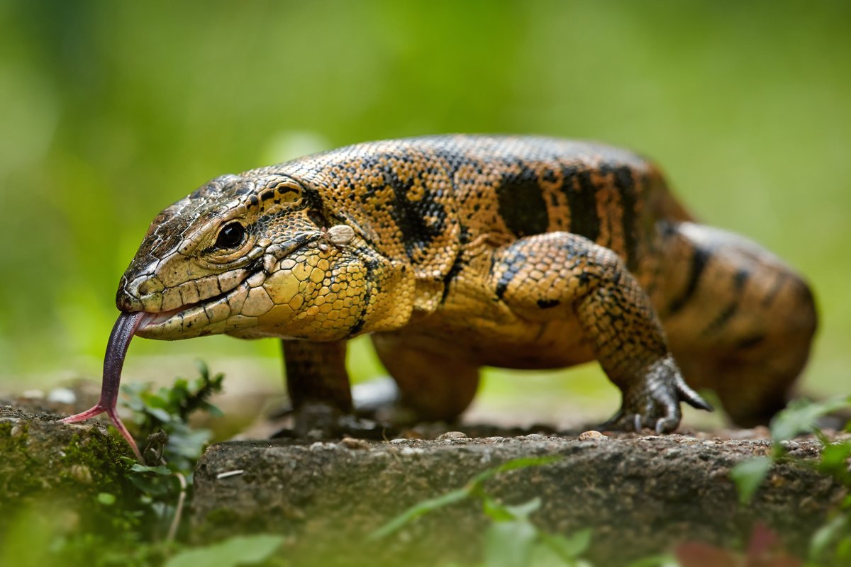 Тейид американский Варан